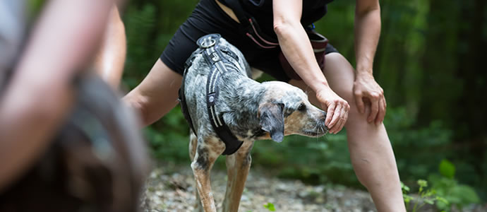 Hundezentrum Likeadog Physiotherapie / Osteopathie